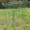 Selections Pack of 5 Conical Garden Plant Support Rings (60cm) 2