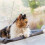 Hammock for Cats 7