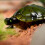 () Infrared Electric RC Tortoise Simulation Remote Control Turtle Kid Toy 4