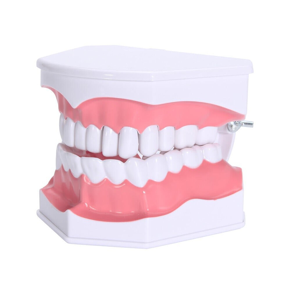 Dental Adult Education Teaching Model with Removable Lower Teeth and Toothbrush