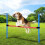 Agility obstacle - 85 x 70 cm 2