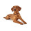 Hunter HUNTER Training collar Solid Education, 55 Soft genuine cow leather, cognac 4