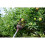 Kent & Stowe Telescopic Fruit Picker 2