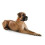 Hunter Hunter Freestyle 40712 Training Collar 45 / 10 5