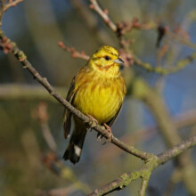 British Birds Yellow Hammer Sound Greeting Card Any Occasion Really Wild Cards