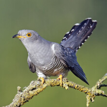 British Birds Cuckoo Sound Greeting Card with Birdsong – Any Occasion | Really Wild Cards