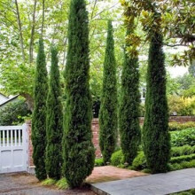 (green) Pair of Italian Cypress Trees 1.2-1.4m Tall