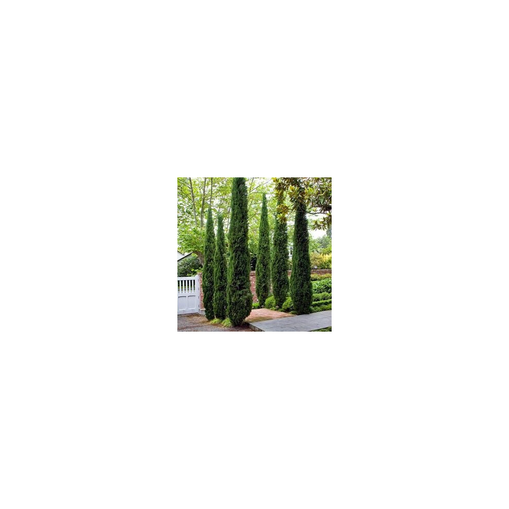 (Green) Pair Of Italian Cypress Trees 1.2-1.4M Tall Green