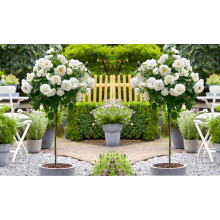 2 x Mini Standard White Rose Tree 50cm Indoor Outdoor Garden Plants