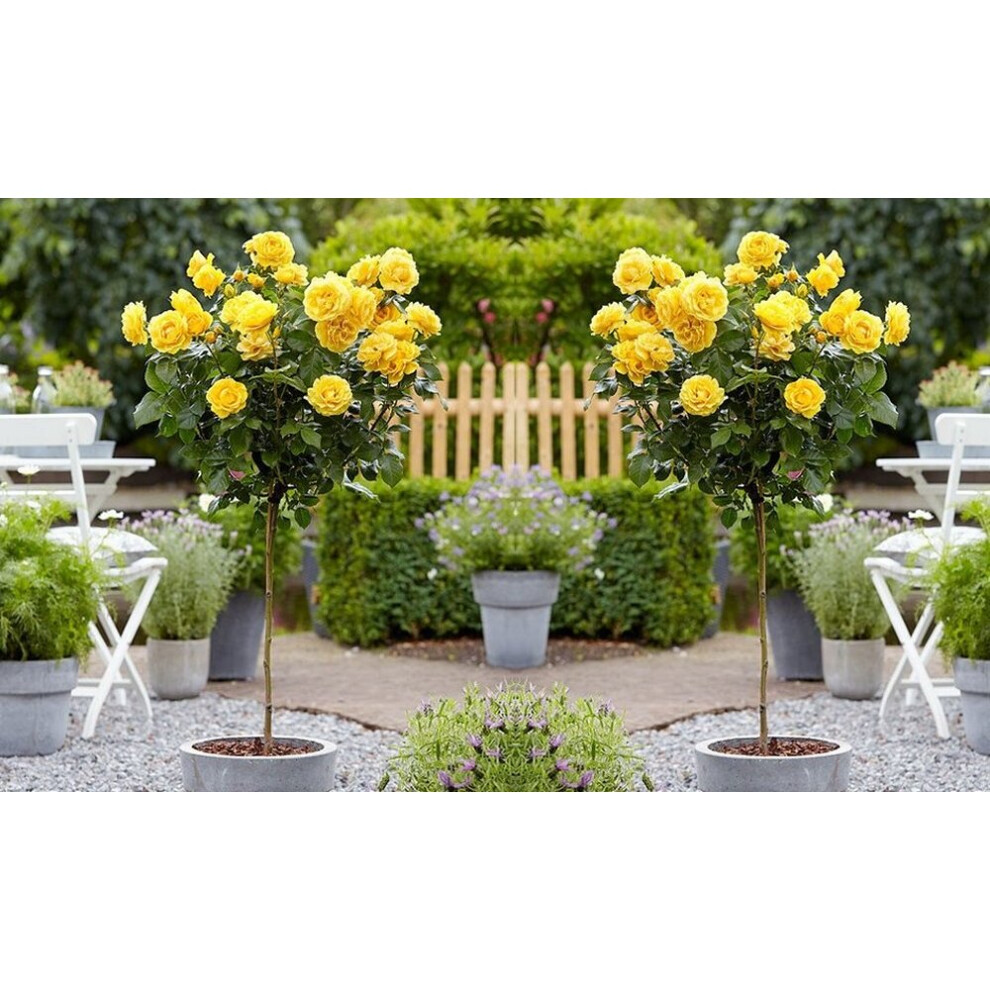 2 x Mini Standard Yellow Rose Tree 50cm Indoor Outdoor Garden Plants