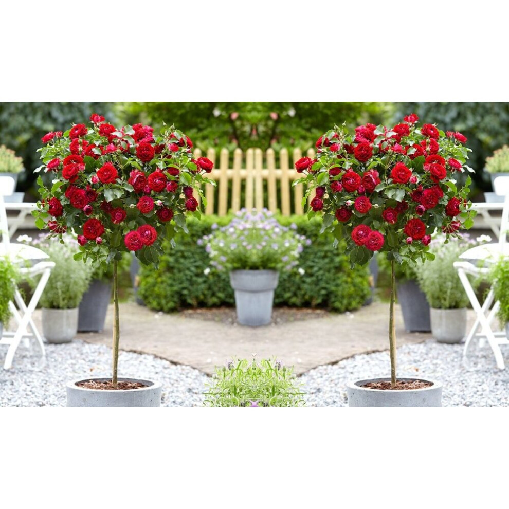 2 x Mini Standard RED Rose Tree 50cm Indoor Outdoor Garden Plants