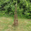 Selections Set of 2 Rustic Willow Garden Obelisks (1.15m) 6