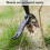 Χορτοκοπτικό με πόδι, Stand Up Weed Puller Claw Weeder Root Remover 8