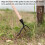 Weeder Stand-up Weed Puller Tool Hand Weeder Tool Root Remover Outdoor 6