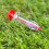 Selections Hand Held Seed Dispenser (Pack of 3) 8