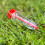 Selections Hand Held Seed Dispenser (Pack of 3) 10