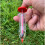 Selections Hand Held Seed Dispenser (Pack of 3) 7