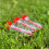 Selections Hand Held Seed Dispenser (Pack of 3) 4