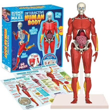 Be Amazing! Toys Interactive Human Body - 60 Piece Fully Poseable Anatomy Figure - 14 Tall Model - Anatomy Kit - Removable Muscles Organs Bones