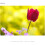 Sony Objectif Sony E 55-210mm F4.5-6.3 pour monture Sony E (Noir) 8