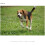 Sony Objectif Sony E 55-210mm F4.5-6.3 pour monture Sony E (Noir) 5