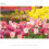 Sony Sony E 55-210mm F4.5-6.3 Lens for Sony E-Mount Cameras (Black) 6