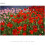 Sony Objectif Sony E 55-210mm F4.5-6.3 pour monture Sony E (Noir) 7