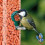 BusyBeaks Berry Suet Pellets (2.5L) 5