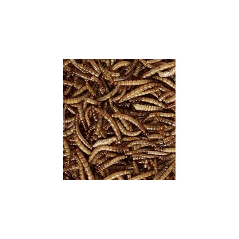 Maltbys' Stores 1904 Limited Dried Mealworms 10kg Premium Insectivorous Wild Bird Food