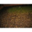 Nemasys leatherjacket killer (100sqm pack) 5