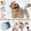 Pro Pet Dog Grooming Clipper Πυκνή γούνα τρίψιμο τρίχας Ηλεκτρική ξυριστική μηχανή 11