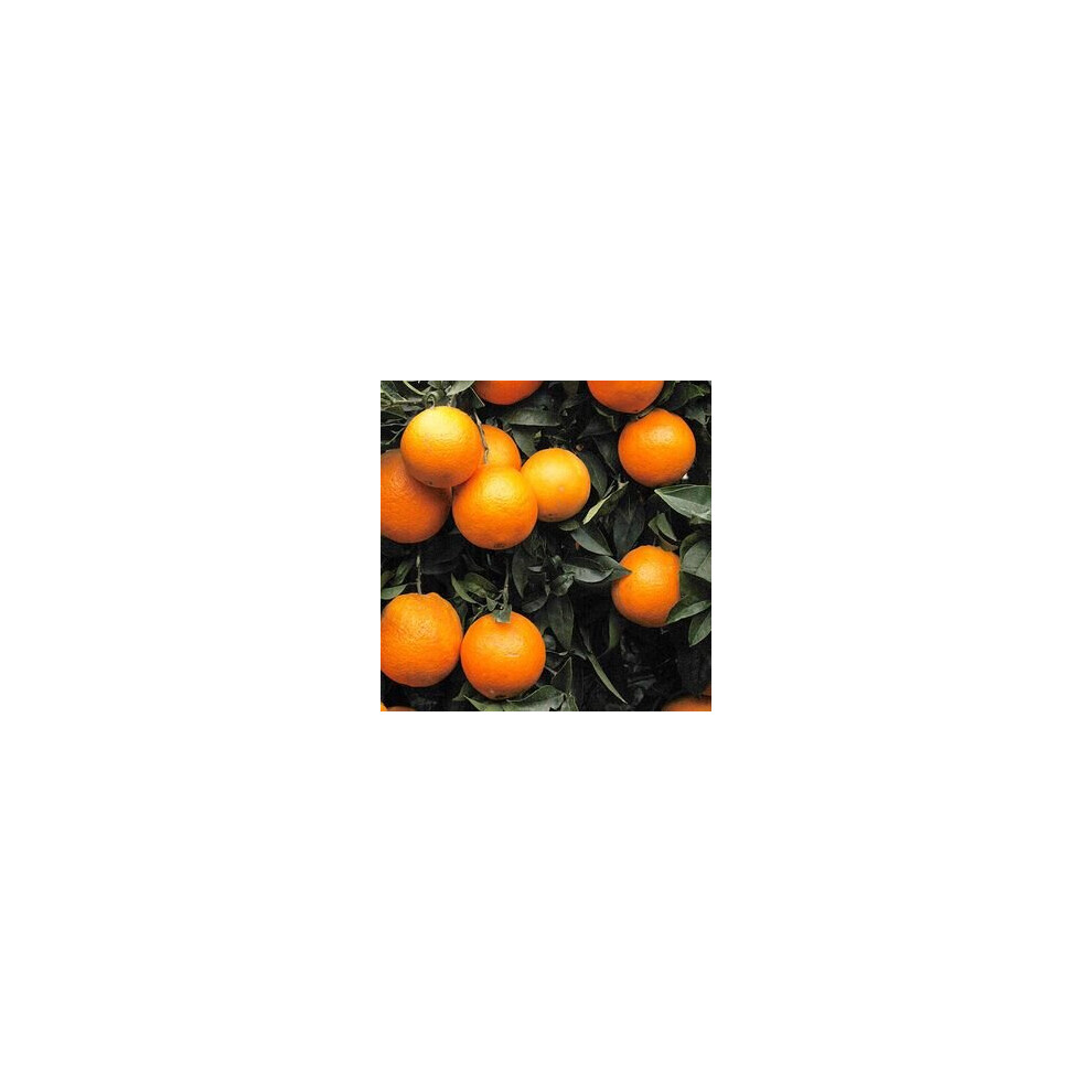 Blood Orange Citrus Tree in 6L Pot