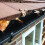Gardeners Dream (4M) Gardenersdream Gutter Brush Black/White Drain Pipe 5