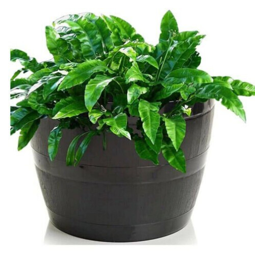 (34 cm set of 4) Barrel Pot Black Planter grow plant flower Vegetable plant Grow Garden plastic