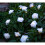 Solar Powered Garden 2 m x Rose Flower LED String Lights 2