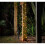 Solar Powered Rope Lights | 4 Metre | 50 x LEDs | No Electrics 1