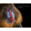 The Other World: Animal Portraits 1