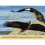 White Rock Eagles 1