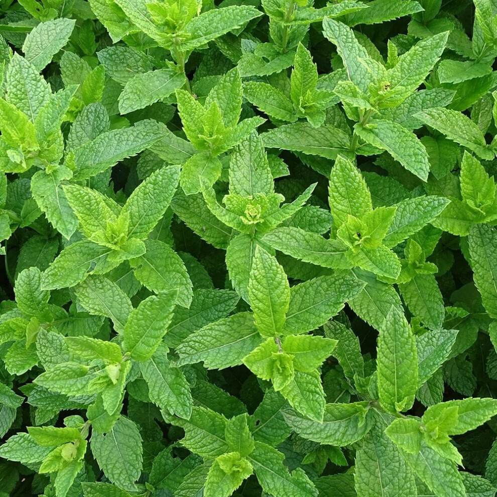 Mint Seeds (Mentha piperita)