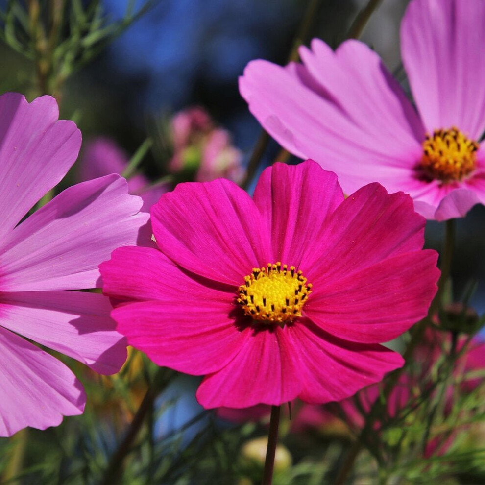 Cosmos Sensation Mixed Seeds (bipinatus)