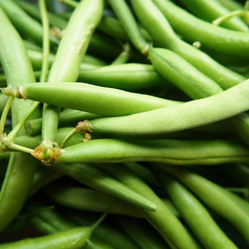 Runner Bean Scarlet Emperor Seeds (Phaseolus vulgaris)