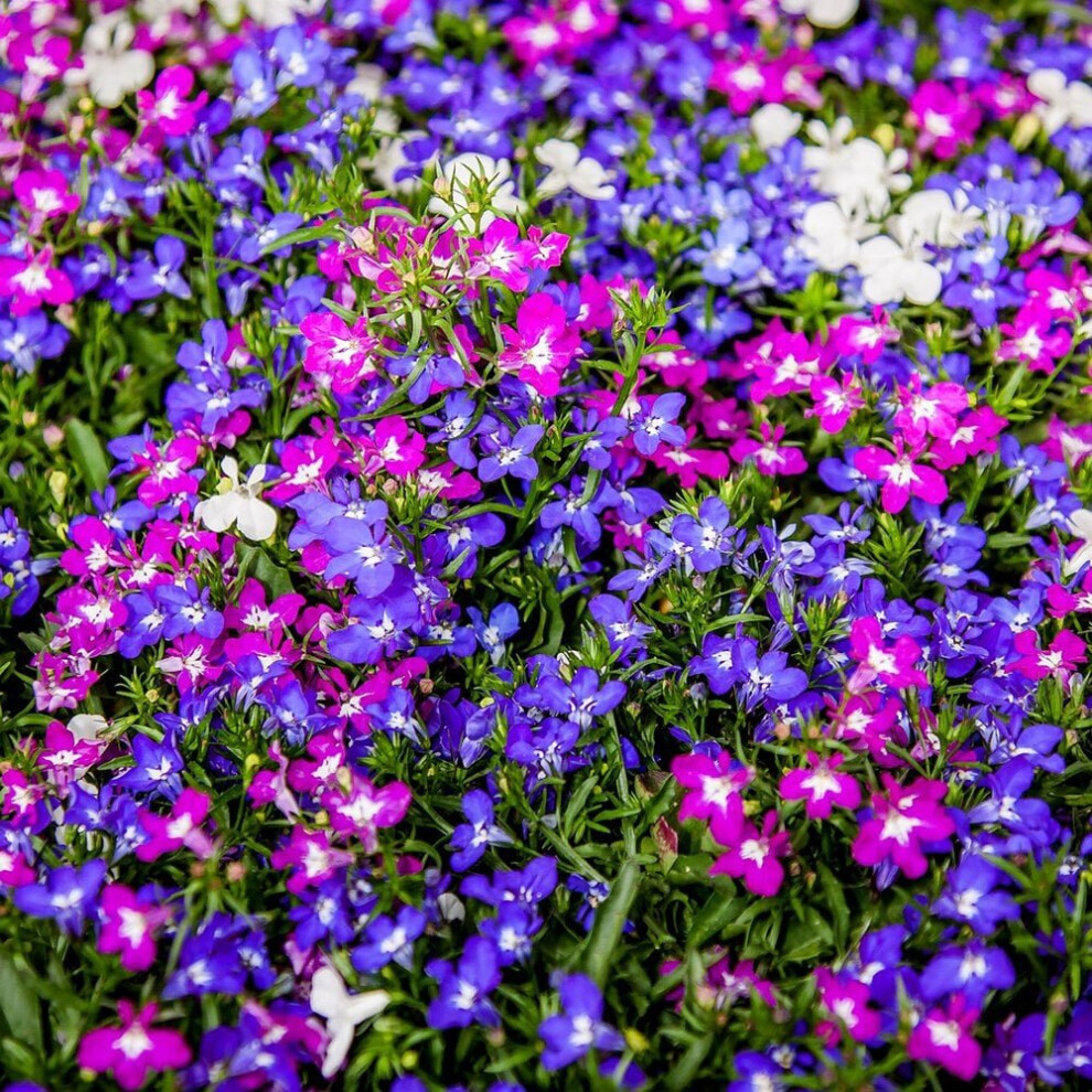 Lobelia String Of Pearls Mixed Seeds (erinus)