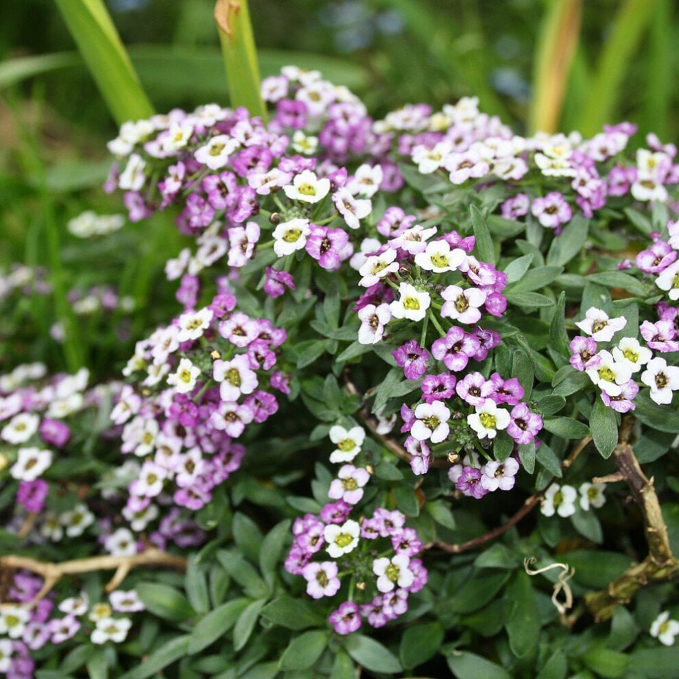 Alyssum Colourful Mixed Seeds (Lobularia martima)