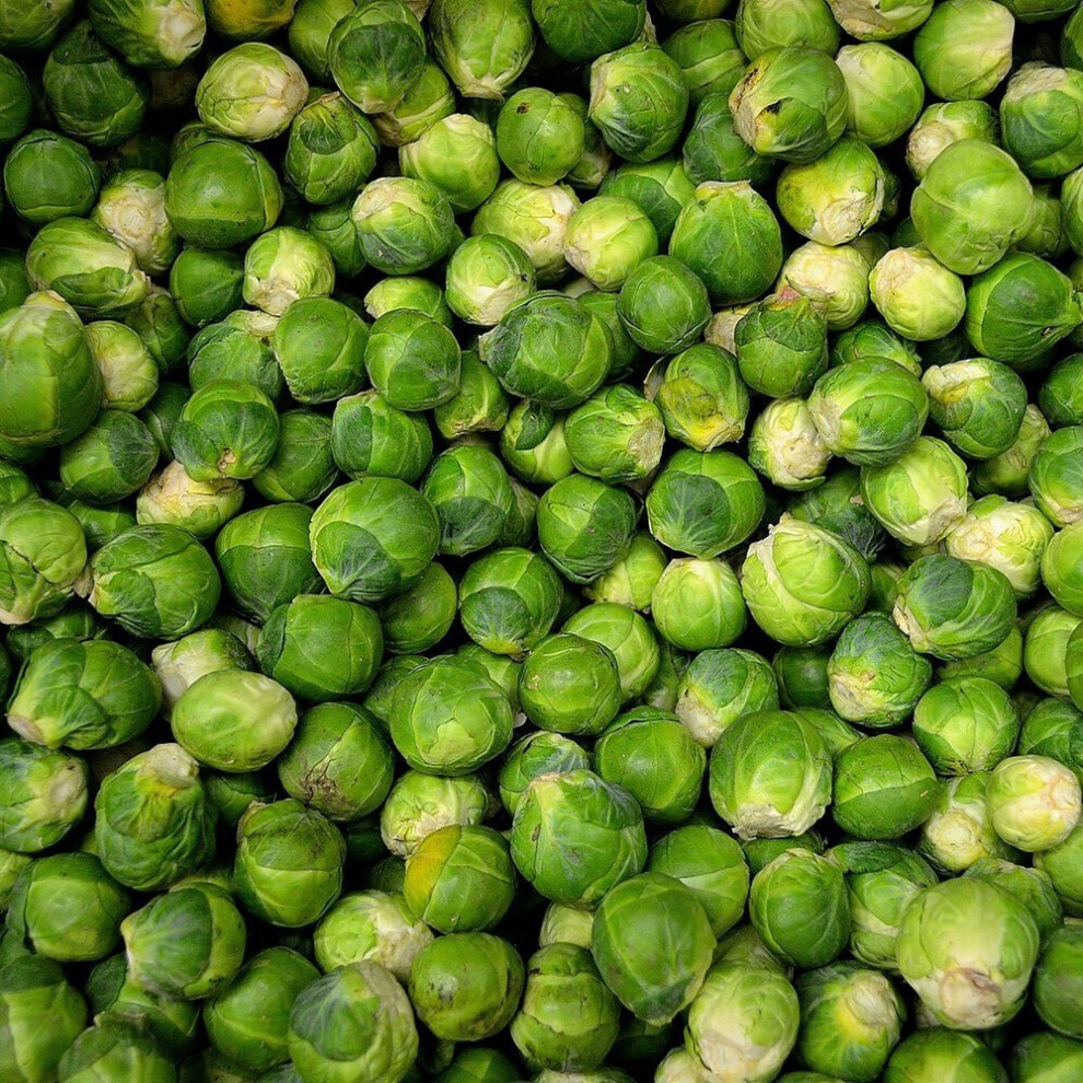 Brussel Sprout Groninge Seeds (Brassicaoleracea var.gemmifers)