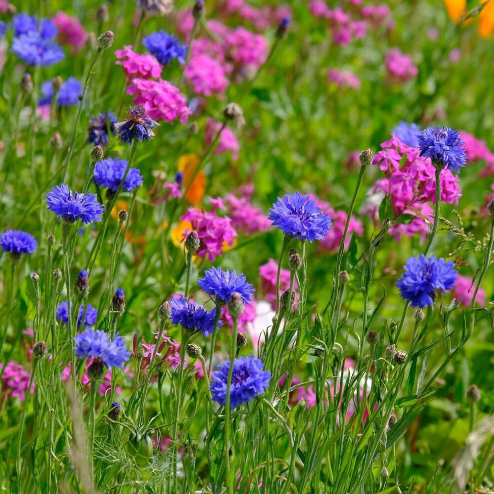 Cornflower Double Mixed Seeds (Centaurea cyanus)