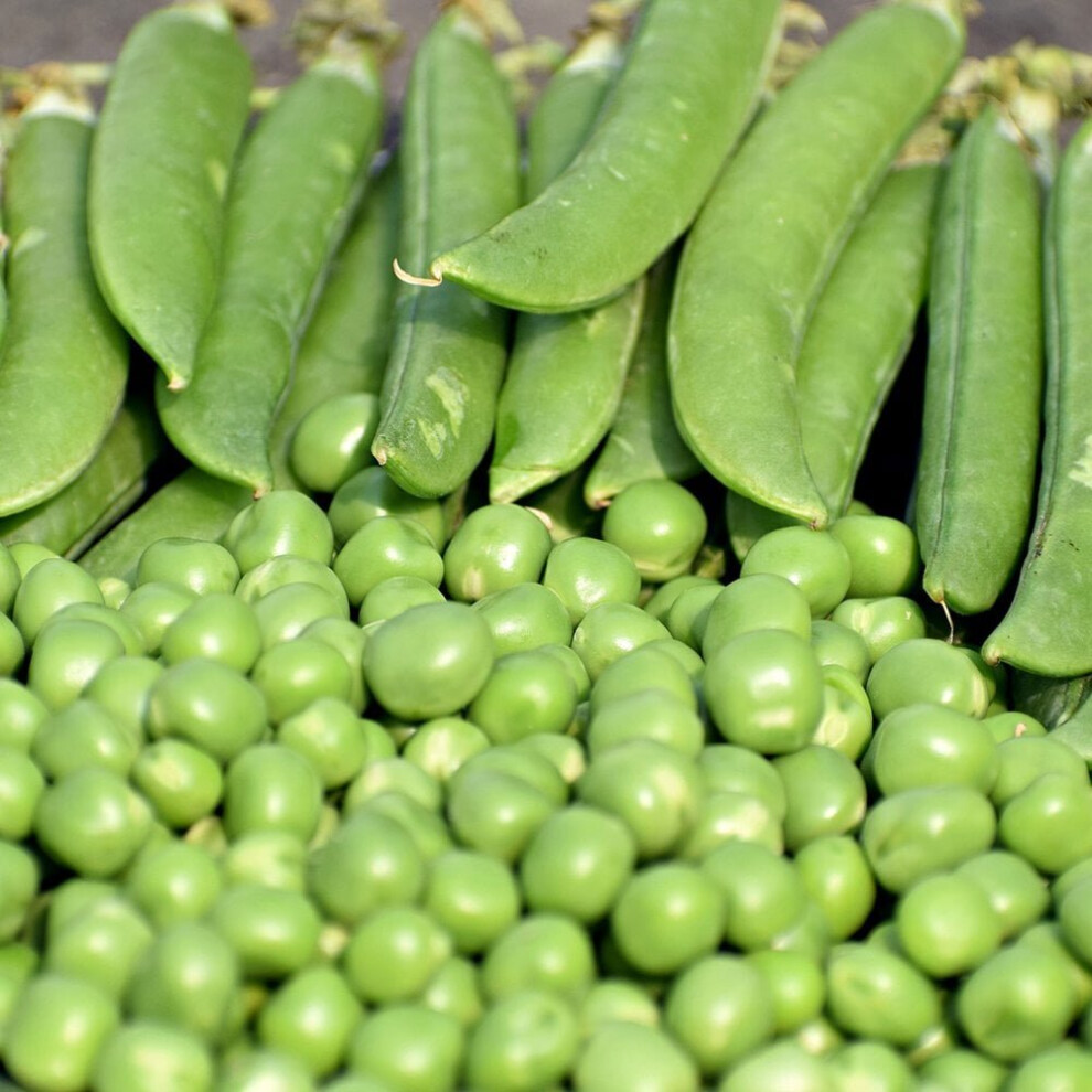 Pea Hurst Green Shaft Seeds (Pisum satifum)