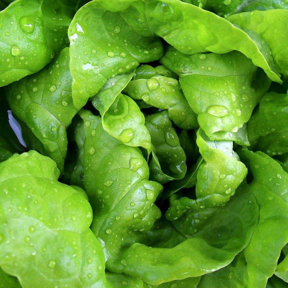 Lettuce All Year Round Seeds (Lactuca sativa)