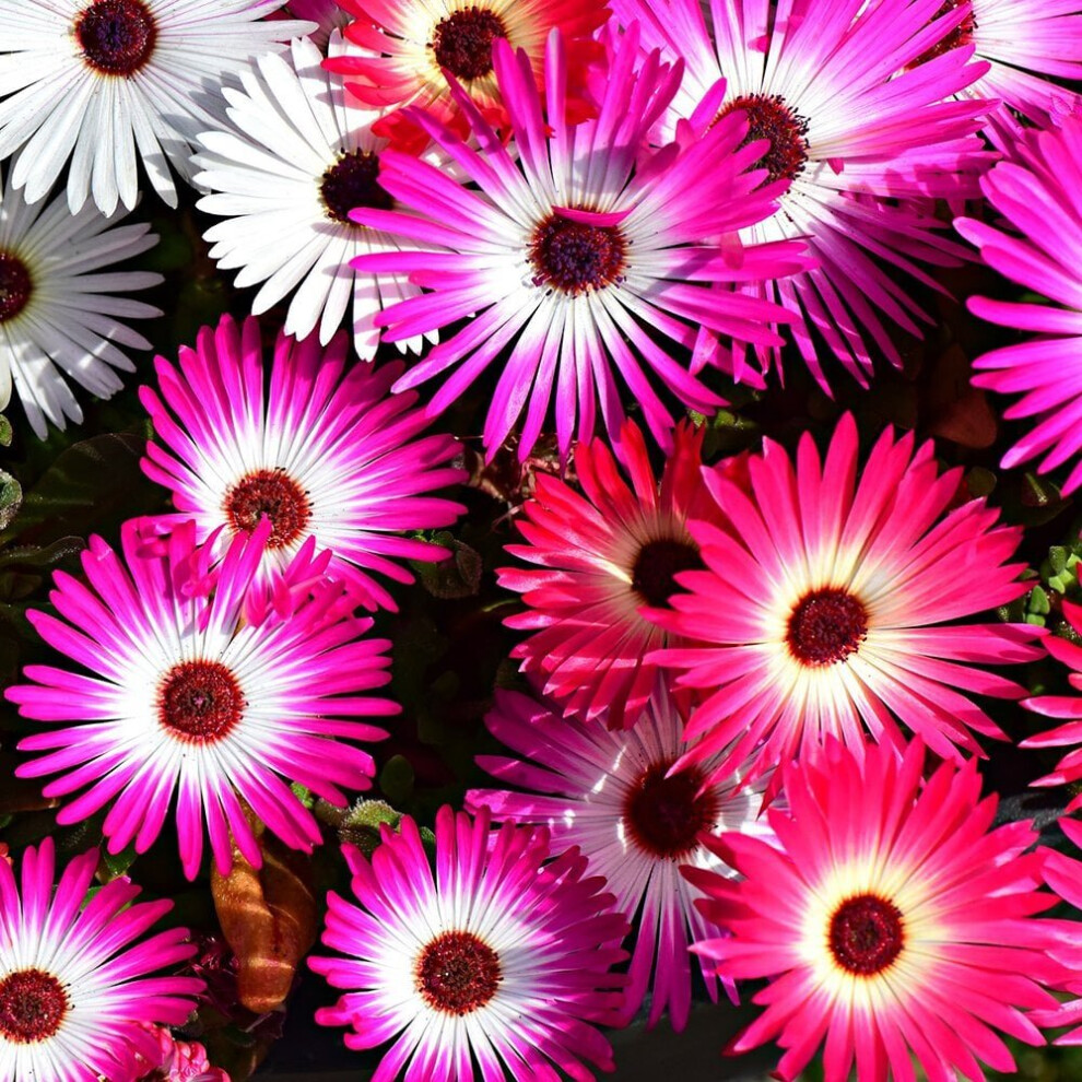 Livingstone Daisy Mixed Seeds (Dorotheanthus bellidiformis)