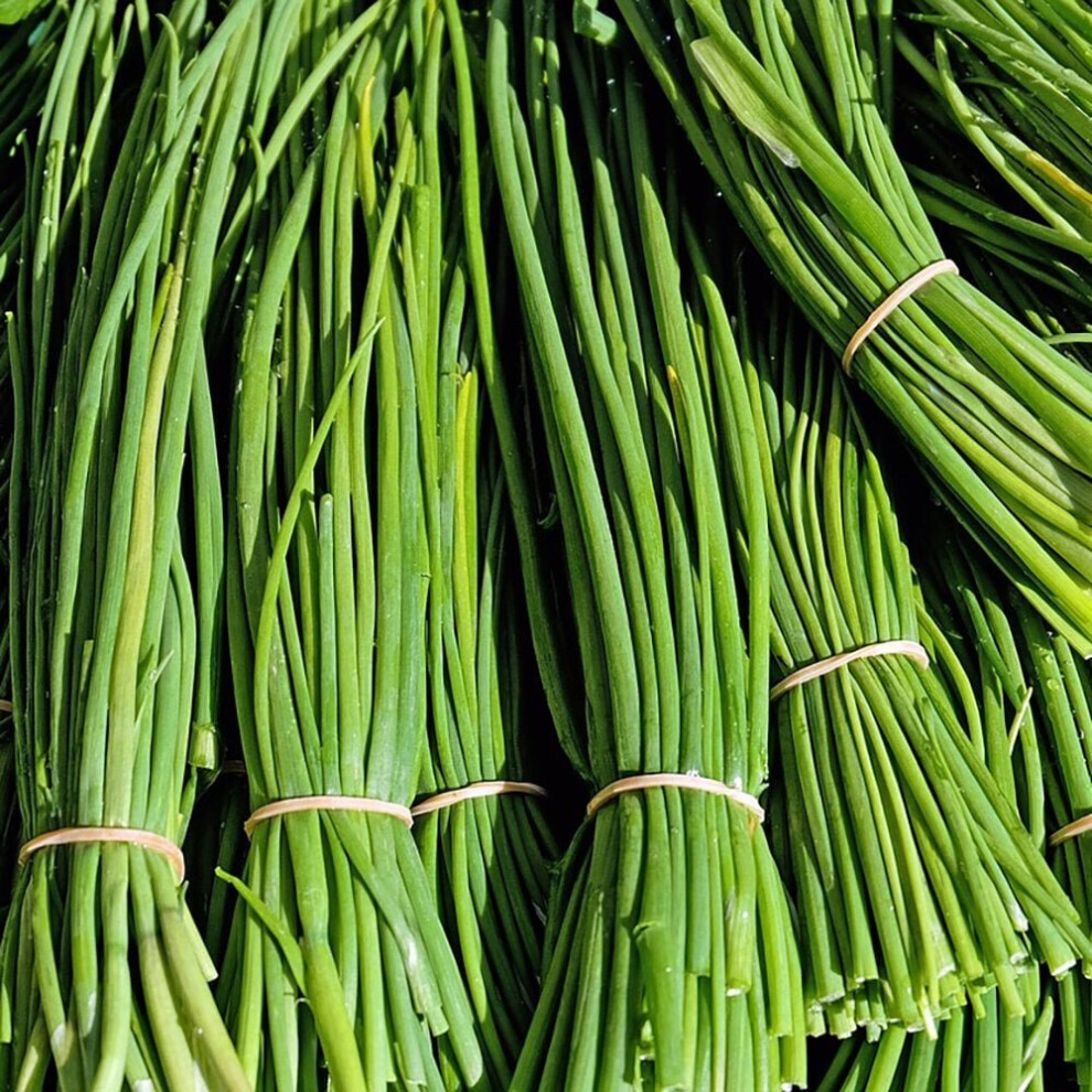 Chives Seeds (Allium schoenoprasum)