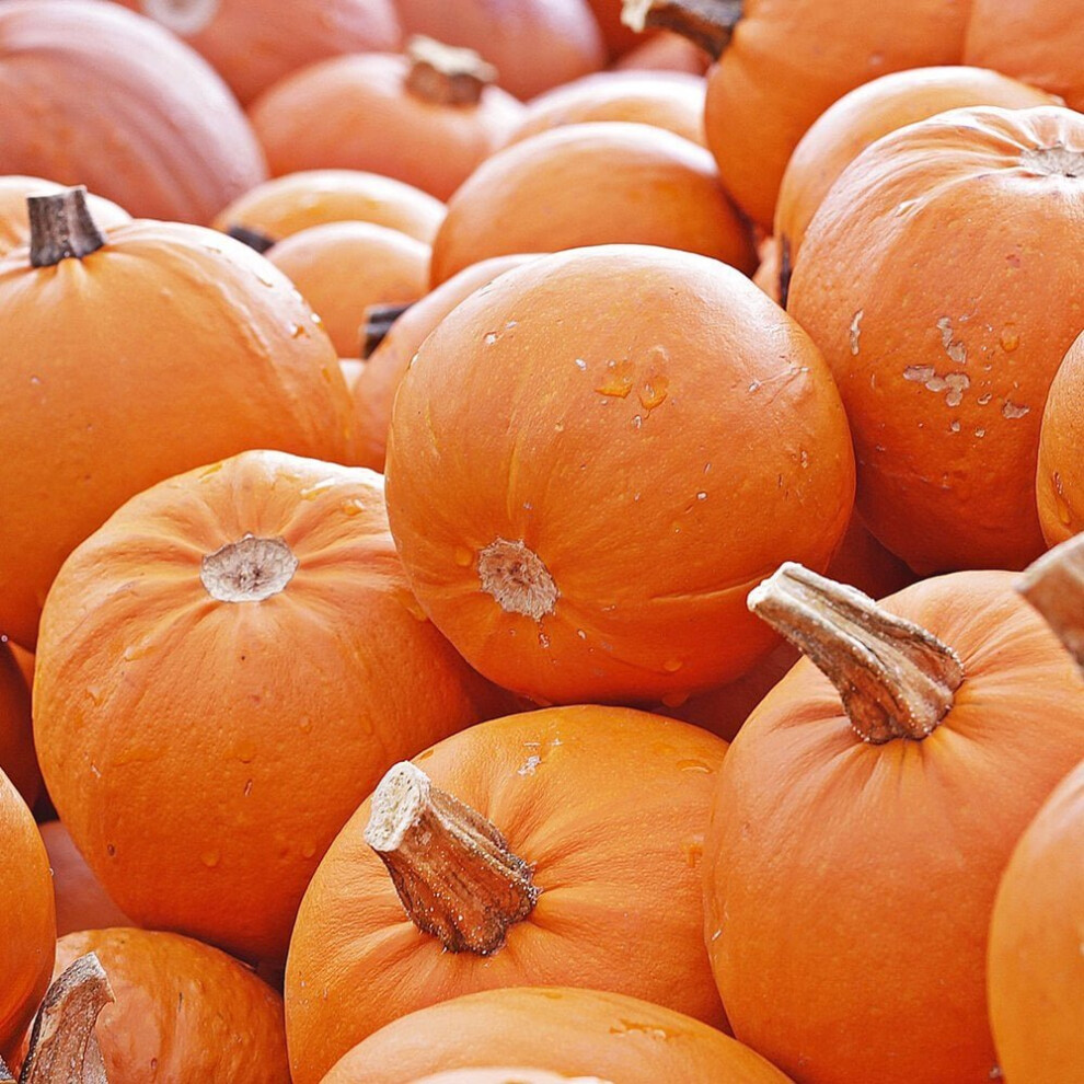 Pumpkin Connecticut Field Seeds (cucurbita pepo)